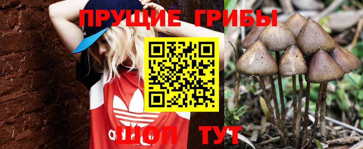 Лениногорск  Галлюциногенные грибы Psilocybine cubensis  Галлюциногенные грибы прущие грибы  Вход с VPN 